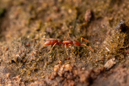 Probolomyrmex procneProbolomyrmex procne