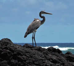Ardea cinerea firasa