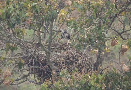 African Hawk-Eagle