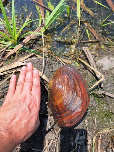 Chinese Pond Mussel