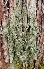 Bilimbia sabuletorum