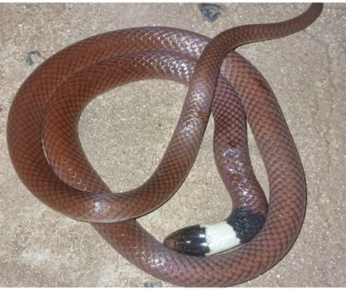 Photo of a Mato Grosso Burrowing Snake (Phalotris matogrossensis)