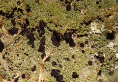 Bilimbia sabuletorum