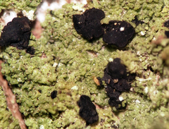 Bilimbia sabuletorum