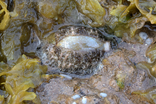 Cypraea miliaris observed 2026-08-01