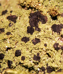 Bilimbia sabuletorum