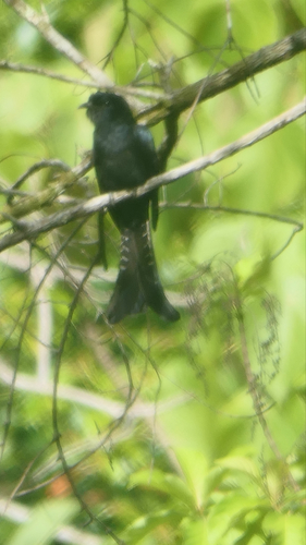 Fork-tailed Drongo-Cuckoo