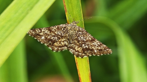 Common Heath