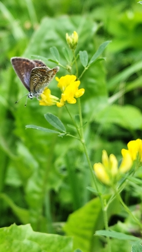 Common Blue