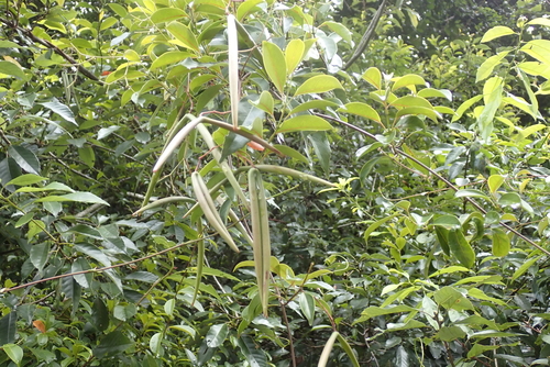 Urceola rosea, photograph 6