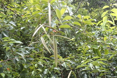 Urceola rosea, photograph (c) Licheng Shih, some rights reserved (CC BY)