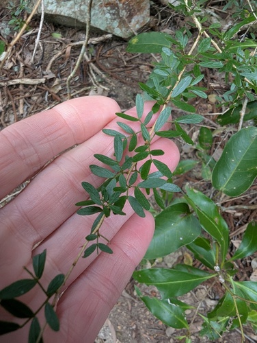 Archidendropsis thozetiana observed 2026-08-06