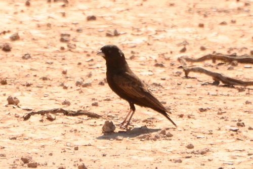 iNaturalist image