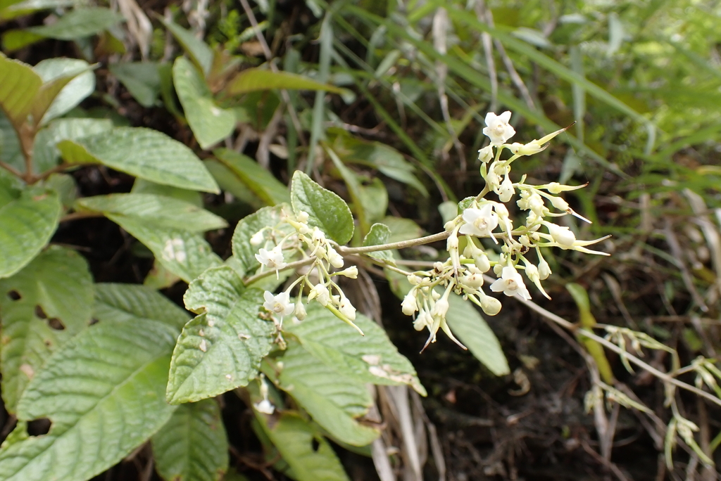 Paraboea swinhoei; photograph (c) Licheng Shih, some rights reserved (CC BY)
