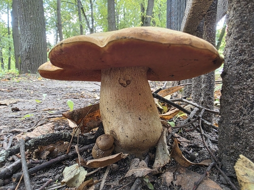 Наблюдение на iNaturalist