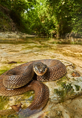 Nerodia erythrogaster