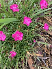 Dianthus gratianopolitanus