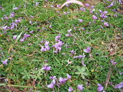 Trifolium acaule image
