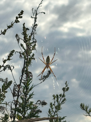 Wasp Spider