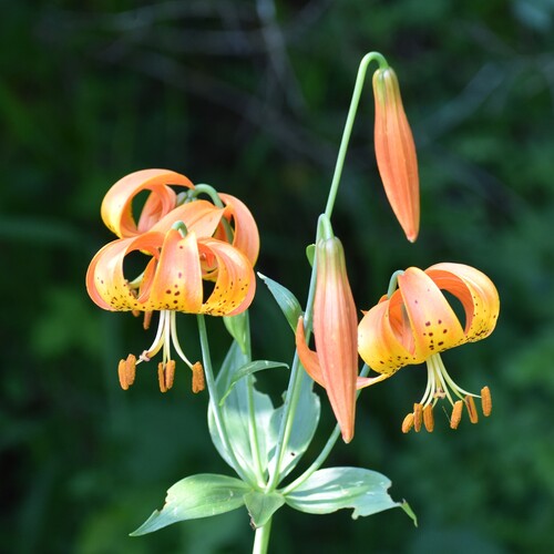 Lilium michiganense, photograph 2