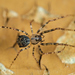 Pirate Spiders - Photo (c) Gilles San Martin, some rights reserved (CC BY-SA), uploaded by Gilles San Martin