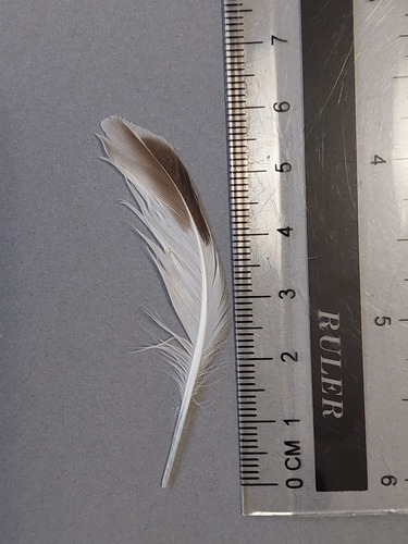 Plume de Tournepierre à collier