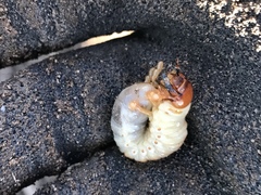 Polyphylla decemlineata