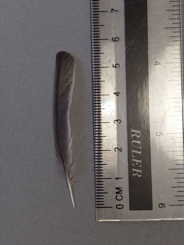 Plume de Fauvette à tête noire