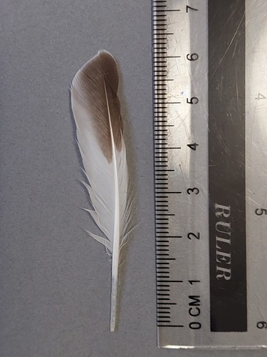 Plume de Tournepierre à collier