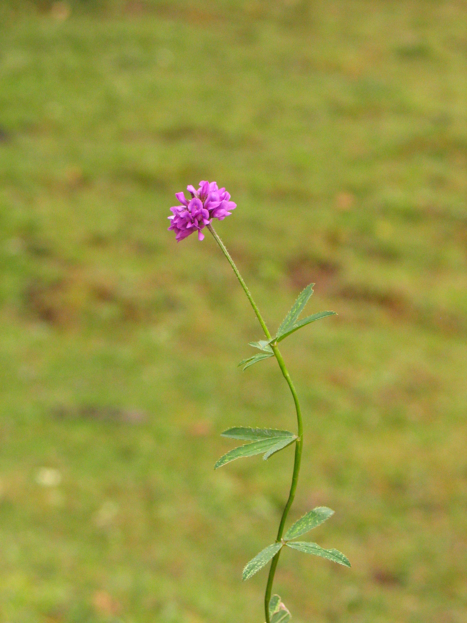 Trifolium rueppellianum