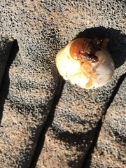 Polyphylla decemlineata