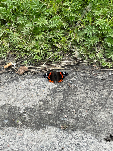 Red Admiral