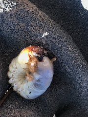 Polyphylla decemlineata