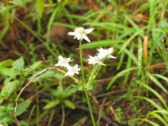 Alepidea