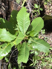Quercus sadleriana