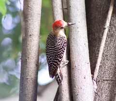 Melanerpes rubricapillus