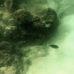 Acanthurus triostegus sandvicensis