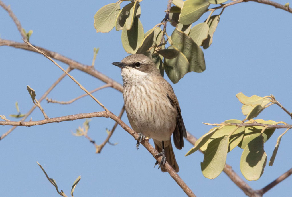 Namibornis