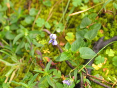 Viola abyssinica