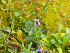 Viola abyssinica