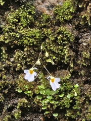 Utricularia striatula, photograph (c) P Jeganathan, some rights reserved (CC BY)
