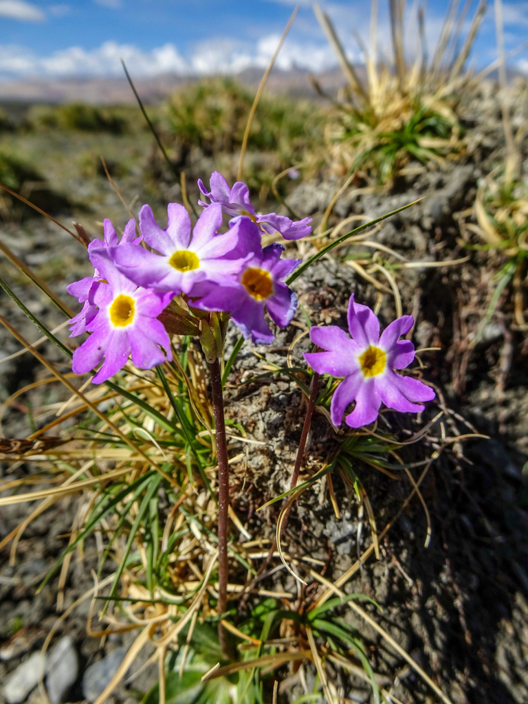 Pamir Primrose