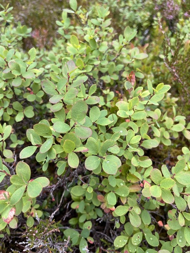 bog bilberry