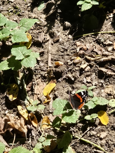 Red Admiral