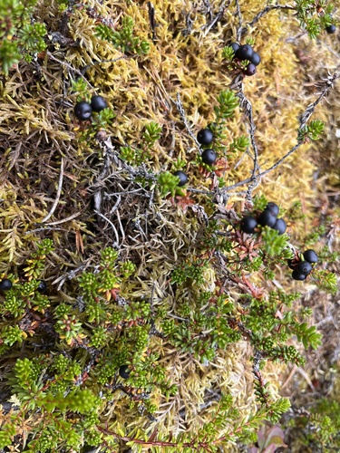 black crowberry