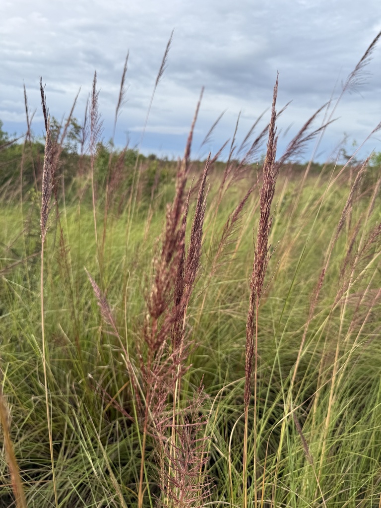 Cỏ hương bài – Chrysopogon zizanioides