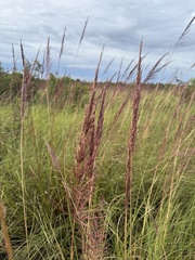 Chrysopogon zizanioides
