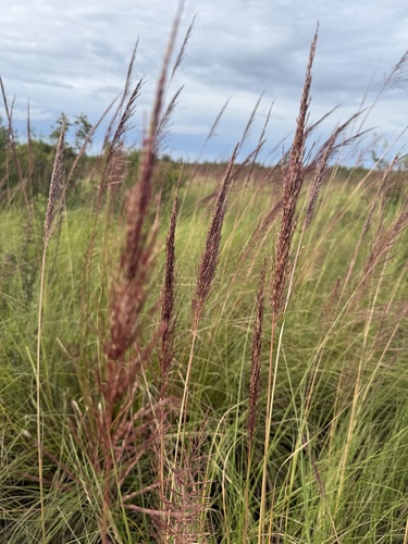 Chrysopogon zizanioides, photograph 2