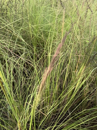 Chrysopogon zizanioides, photograph 4