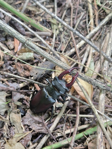 European Stag Beetle